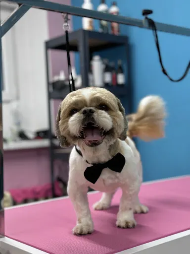 Salon Pielęgnacji Zwierząt Zwierzecyklimat.pl